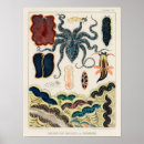 Search for marine biology posters Vintage