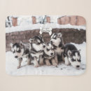 Search for siberian husky blankets Puppy