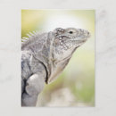 Recherche de lézard vert cartes postales Reptile
