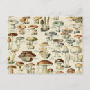 Search for vintage mushrooms postcards Botanical