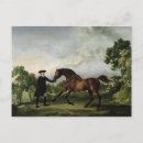 Recherche de cheval de baie cartes postales Race