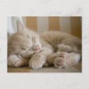 Recherche de chat se couchant posters Sommeil