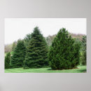 Search for pine posters Evergreen