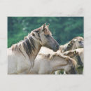 Search for herd postcards Horse
