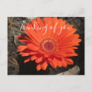 Search for orange gerbera postcards Thinking of you