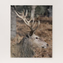 Search for deer puzzles Antlers