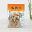 Recherche de anniversaire de caniche Dog