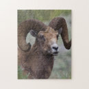Recherche de sheep puzzles Mouflon