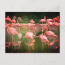 Recherche de flamant exotique cartes postales Mignon
