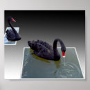 Search for swimming swan posters Birds