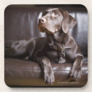 Search for loyalty coasters Togetherness