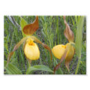 Search for 7x5 posters Floral