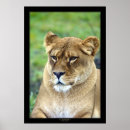 Search for lion image posters Nature