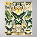 Search for adolphe millot posters Nature
