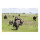 Search for elephant photos posters Animals
