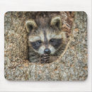 Recherche de creux tapis souris Raton laveur