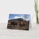 Search for digital bison cards Wild