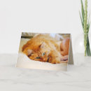 Search for maine coon cards Kitty