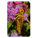 Recherche de sauterelle magnets Nature