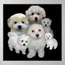 Recherche de bichon de art Chiot