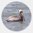 Search for brown pelican stickers Nature