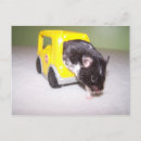 Search for emerging postcards Animals