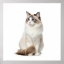 Search for ragdoll posters Fluffy