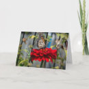Search for mantids cards Photography