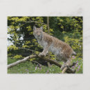 Recherche de eurasien posters Bobcat