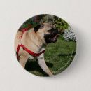 Search for harness buttons Dog