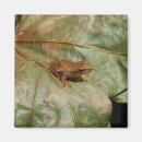 Search for tiny small magnets Amphibian