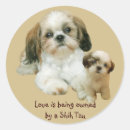 Search for shih tzu stickers Puppy