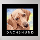 Search for dachshund posters Canine