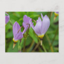 Search for crocus postcards Botanical