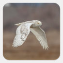 Recherche de connecticut autocollants Oiseau