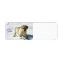 Search for labrador puppy return address labels Cute
