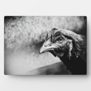 Search for chickens plaques Poultry