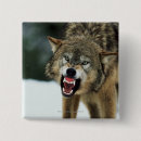 Search for grey wolf buttons Animal