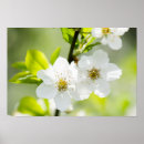 Search for springtime posters White