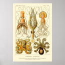 Recherche de haeckel posters Mer