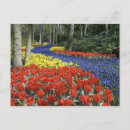 Recherche de keukenhof cartes postales Lisse