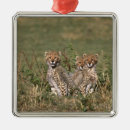 Search for kenya ornaments Nature