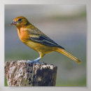 Search for baltimore oriole Wings