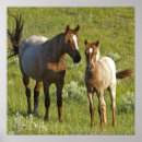 Recherche de chevaux sauvages posters Poulain