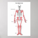 Recherche de education posters Anatomy