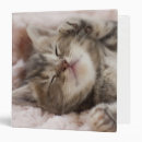 Recherche de somnolent bureau fournitures Chaton