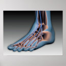 Search for ankles posters Human ankle