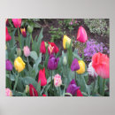 Recherche de tulipe violette posters Jardin