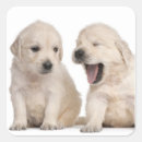 Search for two dogs stickers Golden retriever
