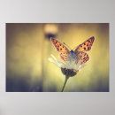 Search for argus posters Butterfly